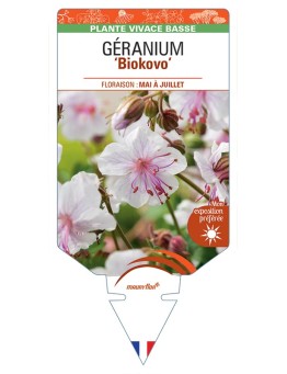 GERANIUM (x cantabrigiense) Biokovo