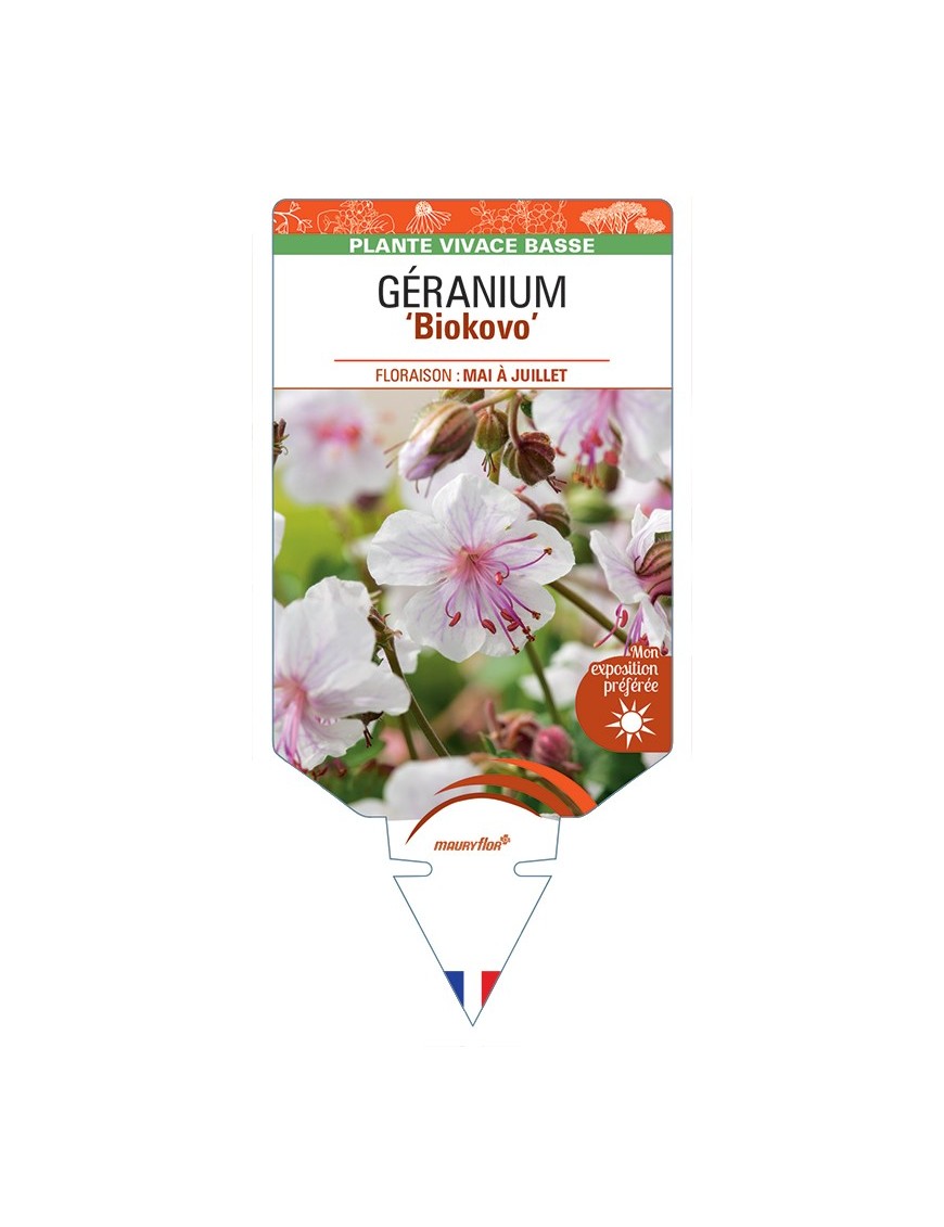 GERANIUM (x cantabrigiense) Biokovo