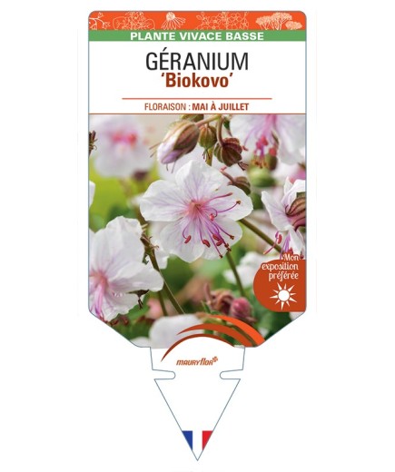 GERANIUM (x cantabrigiense) Biokovo