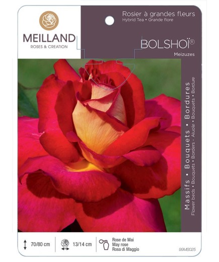 Rosier à grandes fleurs BOLSHOÏ ® Meizuzes