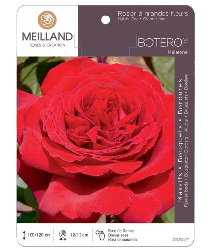 Rosier à grandes fleurs BOTERO ® Meiafone