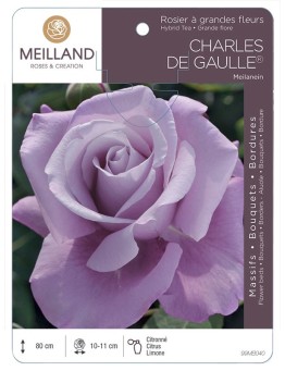 Rosier à grandes fleurs CHARLES DE GAULLE ® Meilanein
