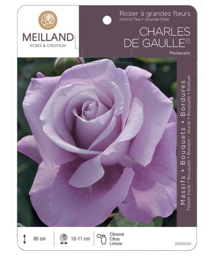Rosier à grandes fleurs CHARLES DE GAULLE ® Meilanein