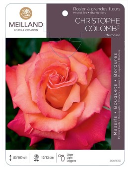 Rosier à grandes fleurs CHRISTOPHE COLOMB ® Meironsse
