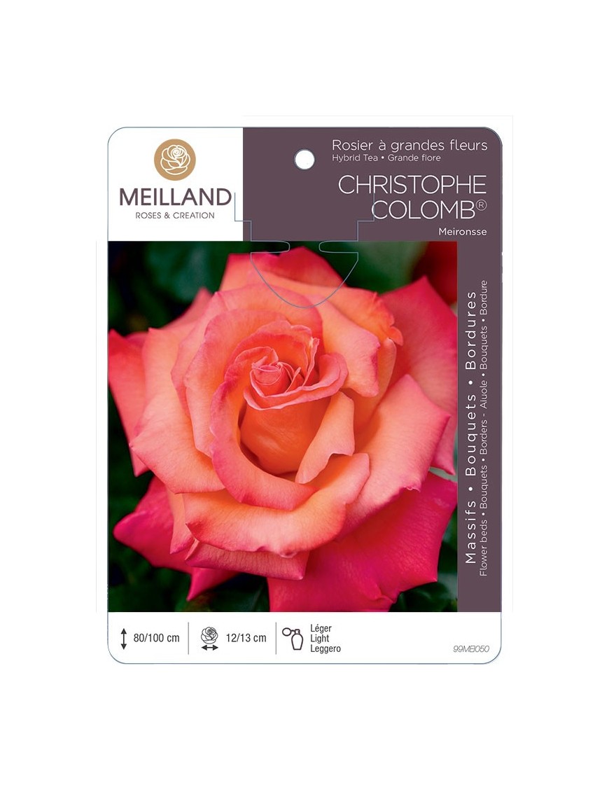 Rosier à grandes fleurs CHRISTOPHE COLOMB ® Meironsse