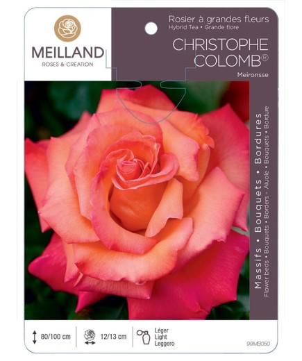 Rosier à grandes fleurs CHRISTOPHE COLOMB ® Meironsse