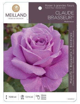 Rosier à grandes fleurs CLAUDE BRASSEUR ® Meibriacus