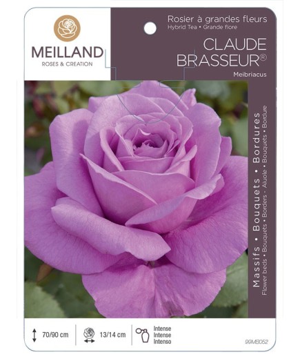 Rosier à grandes fleurs CLAUDE BRASSEUR ® Meibriacus