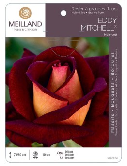 Rosier à grandes fleurs EDDY MITCHELL ® Meirysett
