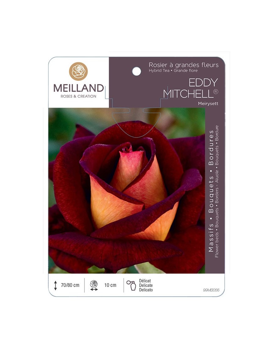 Rosier à grandes fleurs EDDY MITCHELL ® Meirysett