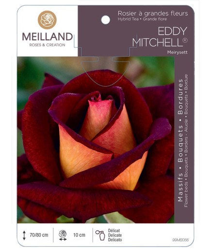 Rosier à grandes fleurs EDDY MITCHELL ® Meirysett
