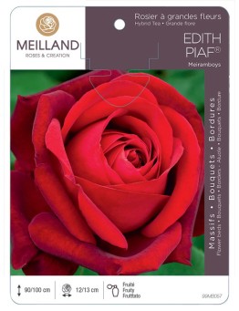 Rosier à grandes fleurs EDITH PIAF ® Meiramboys