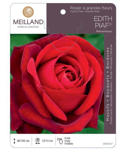 Rosier à grandes fleurs EDITH PIAF ® Meiramboys