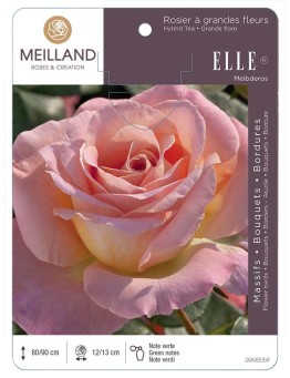 Rosier à grandes fleurs ELLE ® Meibderos