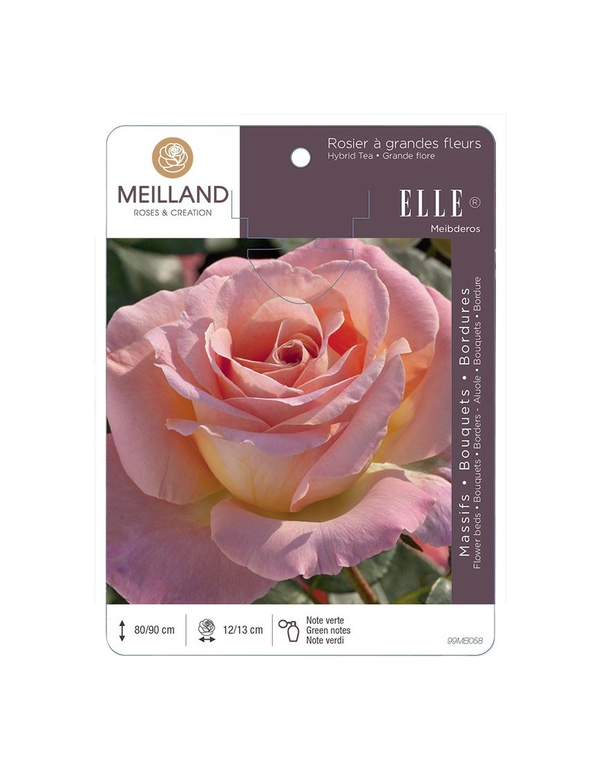 Rosier à grandes fleurs ELLE ® Meibderos