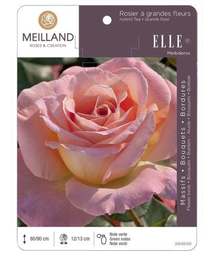 Rosier à grandes fleurs ELLE ® Meibderos