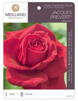 Rosier à grandes fleurs JACQUES PRÉVERT ® Meimouslin