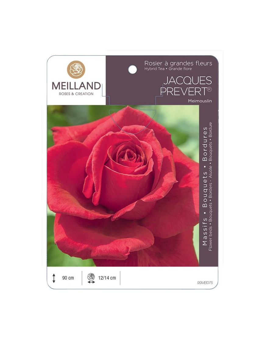 Rosier à grandes fleurs JACQUES PRÉVERT ® Meimouslin