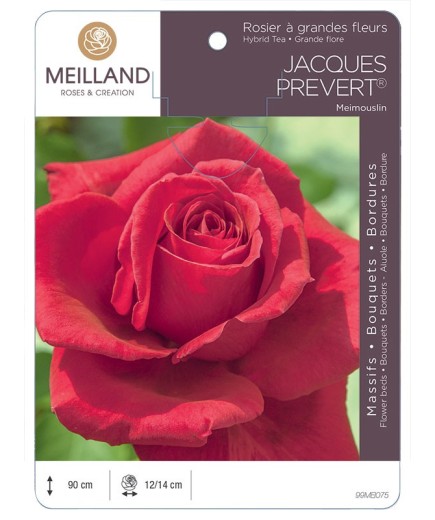 Rosier à grandes fleurs JACQUES PRÉVERT ® Meimouslin