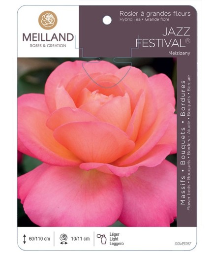 Rosier à grandes fleurs JAZZ FESTIVAL ® Meizizany