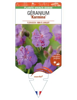 GERANIUM (x cantabrigiense) Karmina