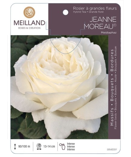 Rosier à grandes fleurs JEANNE MOREAU ® Meidiaphaz