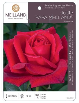 Rosier à grandes fleurs JUBILE PAPA MEILLAND ® Meiceazar