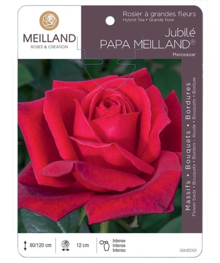 Rosier à grandes fleurs JUBILE PAPA MEILLAND ® Meiceazar