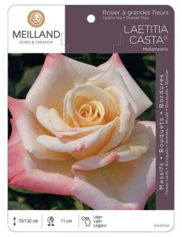 Rosier à grandes fleurs LAETITIA CASTA ® Meilampario