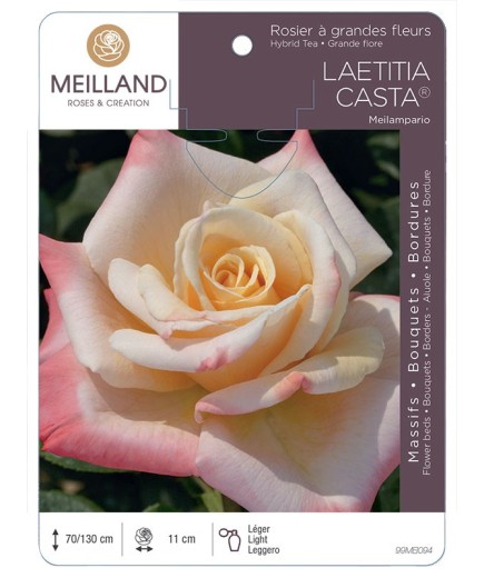 Rosier à grandes fleurs LAETITIA CASTA ® Meilampario