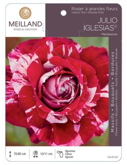 Rosier à grandes fleurs JULIO IGLESIAS ® Meistemon