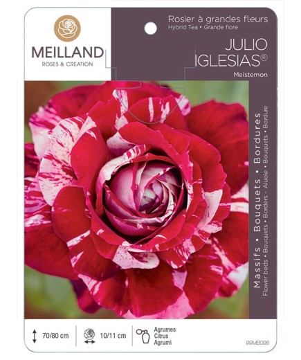 Rosier à grandes fleurs JULIO IGLESIAS ® Meistemon
