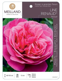 Rosier à grandes fleurs LINE RENAUD ® Meiclusif