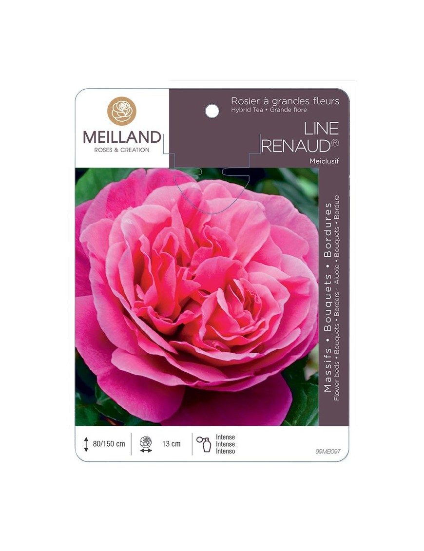 Rosier à grandes fleurs LINE RENAUD ® Meiclusif