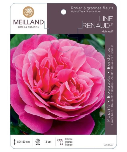 Rosier à grandes fleurs LINE RENAUD ® Meiclusif