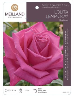 Rosier à grandes fleurs LOLITA LEMPICKA ® Meizincaro