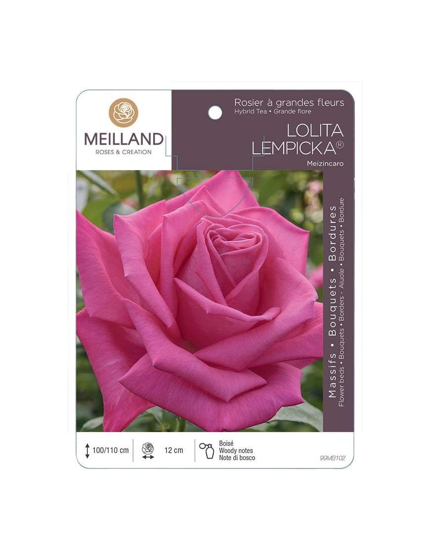 Rosier à grandes fleurs LOLITA LEMPICKA ® Meizincaro