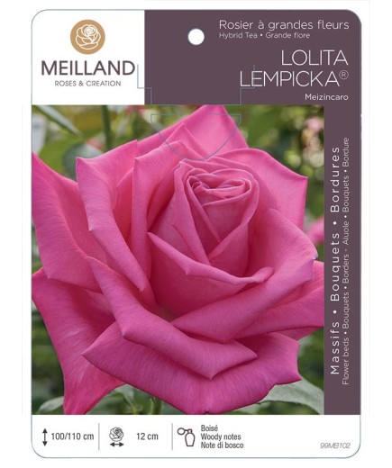 Rosier à grandes fleurs LOLITA LEMPICKA ® Meizincaro