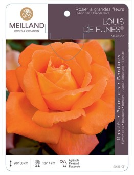 Rosier à grandes fleurs LOUIS DE FUNÈS ® Meirestif