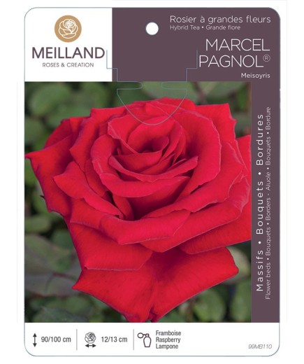 Rosier à grandes fleurs MARCEL PAGNOL ® Meisoyris