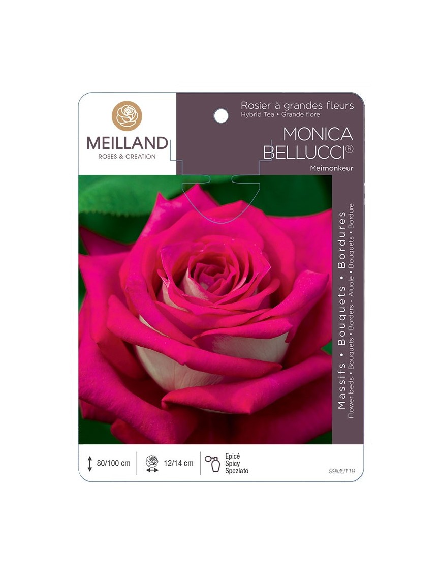 Rosier à grandes fleurs MONICA BELLUCCI ® Meimonkeur
