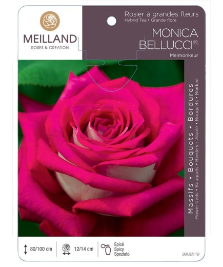 Rosier à grandes fleurs MONICA BELLUCCI ® Meimonkeur
