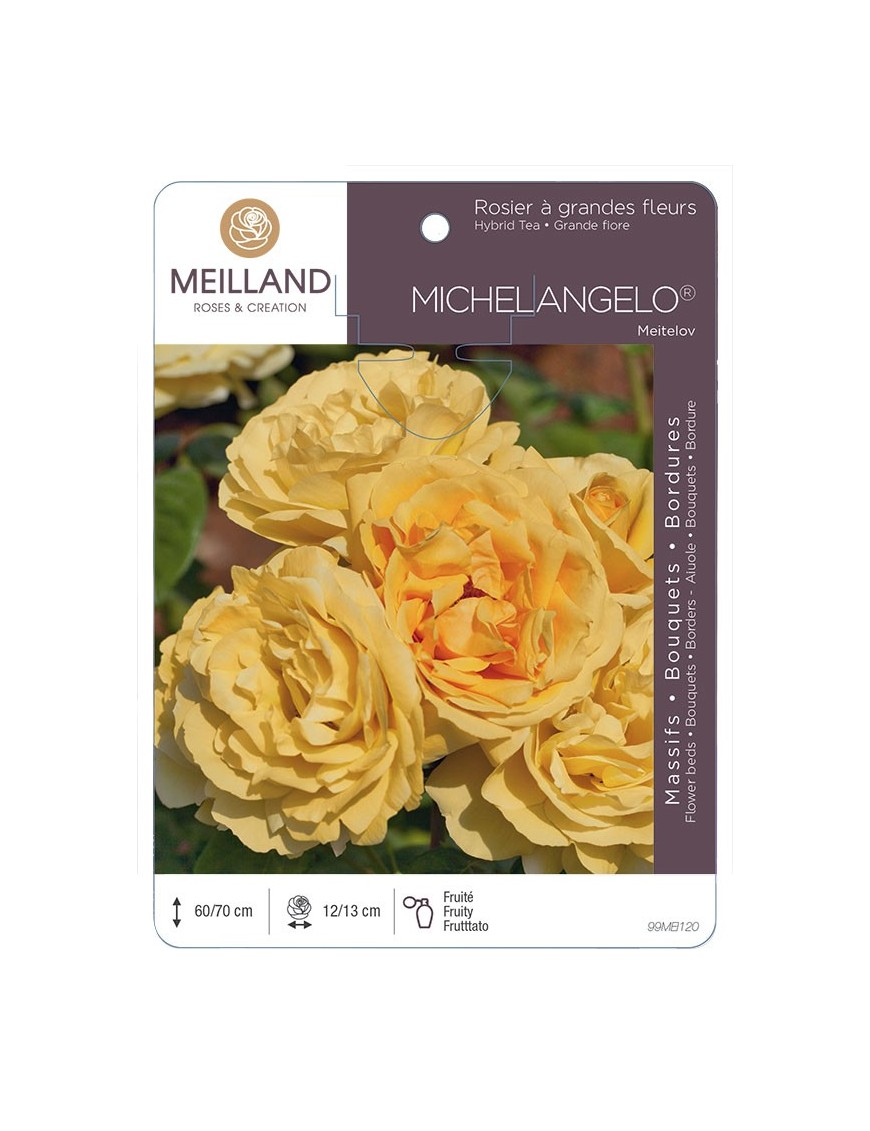 Rosier à grandes fleurs MICHELANGELO ® Meitelov