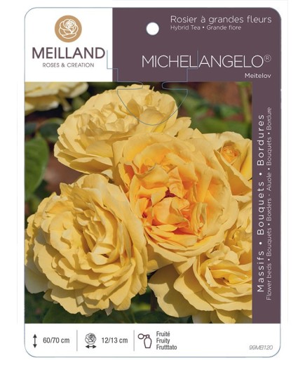 Rosier à grandes fleurs MICHELANGELO ® Meitelov