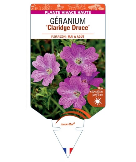 GERANIUM (x oxonianum) Claridge Druce
