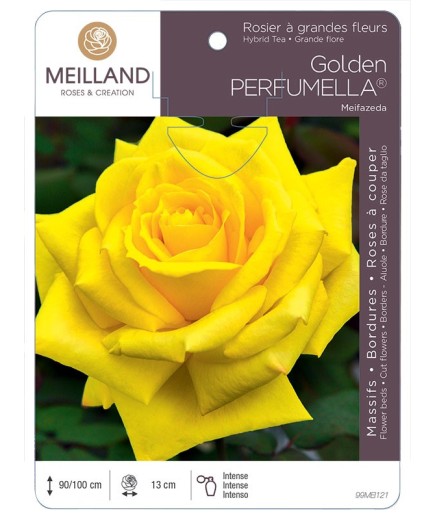 Rosier à grandes fleurs Golden PERFUMELLA ® Meifazeda