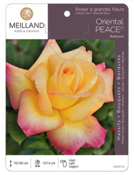 Rosier à grandes fleurs ORIENTAL PEACE ® Baipeace