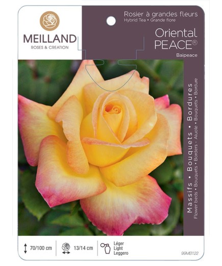 Rosier à grandes fleurs ORIENTAL PEACE ® Baipeace