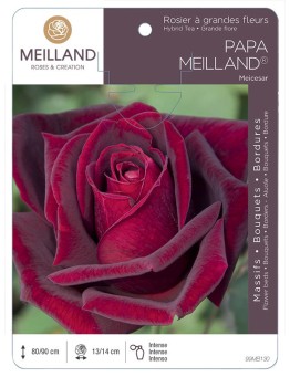 Rosier à grandes fleurs PAPA MEILLAND ® Meicesar