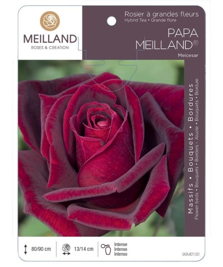 Rosier à grandes fleurs PAPA MEILLAND ® Meicesar